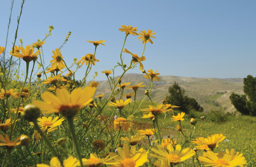Blooming on the Judean Desert hills (photo credit: DANIEL SANTACRUZ)