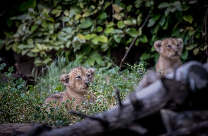 A lioness seen with her 6-weeks-old Asiatic lion cubs, at the Jerusalem Biblical Zoo in Jerusalem on May 6, 2020. (photo credit: YONATAN SINDEL/FLASH90)