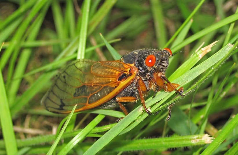 A 17-year preiodical cicada (photo credit: WIKIPEDIA)