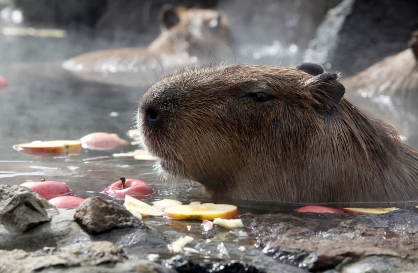 Capybaras sit inside a hot tub full of apples at Izu Shaboten Zoo in Ito (photo credit: REUTERS)