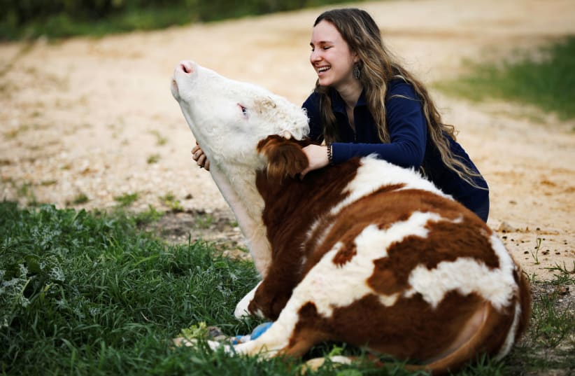 A volunteer hugs Nir, a cow fitted with prosthetic leg at "Freedom Farm", which serves as a refuge for mostly disabled animals in Moshav Olesh, Israel (photo credit: NIR ELIAS / REUTERS)