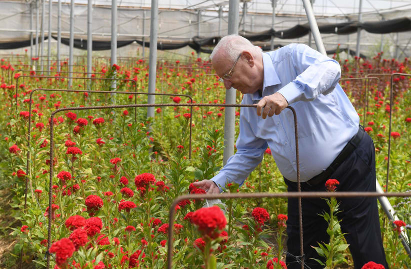 President Reuven Rivlin is seen among flowers in the Emek Hefer region. (photo credit: MARK NEYMAN/GPO)