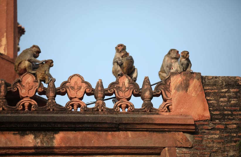 Monkeys rest on a boundary wall of the historic Taj Mahal, where U.S. President Donald Trump and first lady Melania Trump are scheduled to visit, in Agra, India, February 24, 2020 (photo credit: REUTERS/RUPAK DE CHOWDHURI)