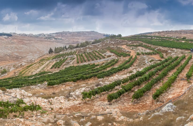 THE HAR Bracha vineyard in the Shomron Hills, one of the areas Harcavi was pleased to help develop (photo credit: HAR BRACHA WINERY)