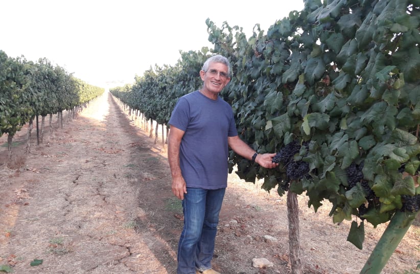 THE WINE grower standing among his vines, and none shall make him afraid (photo credit: ERAN HARCAVI)