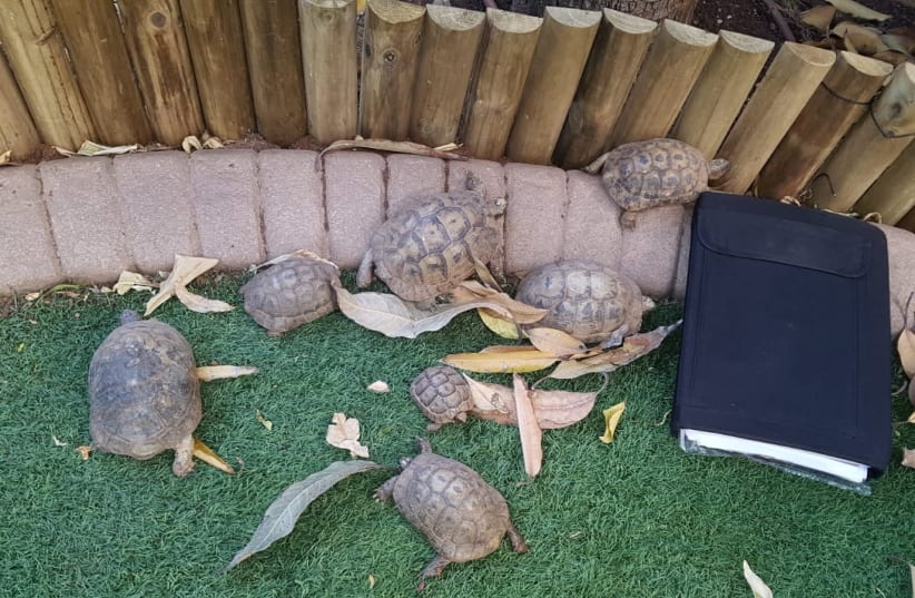 The turtles which were rescued from captivity (photo credit: POLICE SPOKESPERSON'S UNIT)