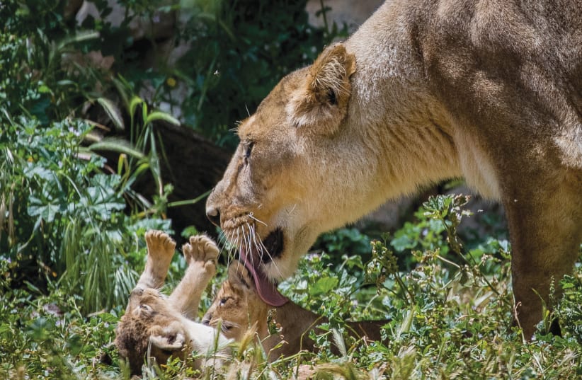 YASHA THE lioness is seen with her six-week-old Asiatic lion cubs, at the Jerusalem Biblical Zoo in on May 6 (photo credit: YONATAN SINDEL/FLASH90)