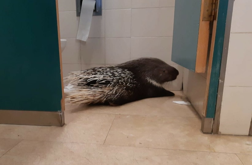 Porcupine found in the Knesset's bathroom  (photo credit: HAIM BAR/SOCIETY FOR THE PROTECTION OF NATURE)