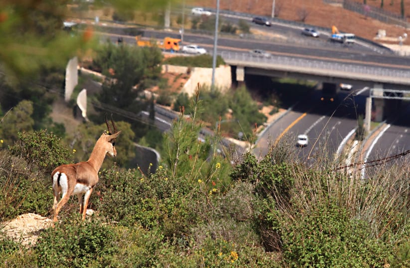 Mountain gazelle looking at a highway intersection, Jerusalem mountains, Israel (photo credit: AMIR BALABAN)
