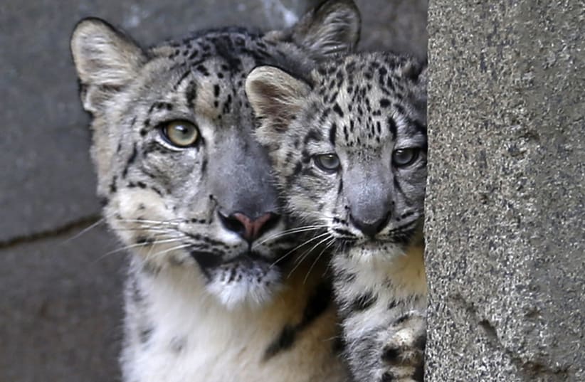 A three month old snow leopard cub and his mother Sarani are seen at the Brookfield Zoo in Brookfield, Illinois. (photo credit: REUTERS)