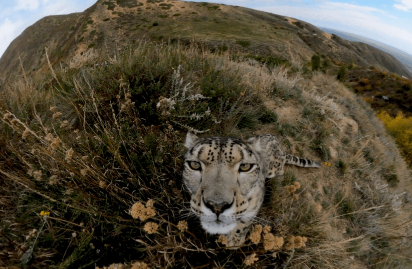 UN launches monitoring effort to preserve snow leopard population. (photo credit: THE UNITED NATIONS ENVIRONMENT PROGRAMME (UNEP))