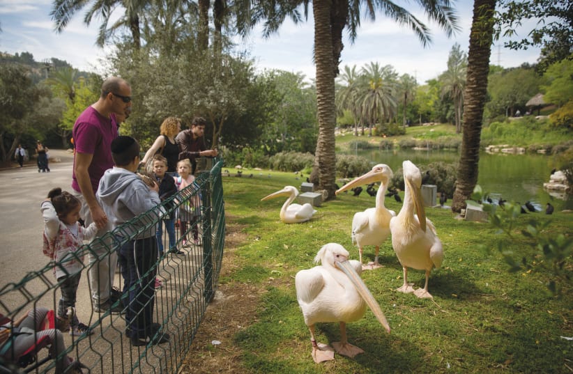 ADMIRING FINE feathered friends on a 2018 visit to the Jerusalem Biblical Zoo. [Illustrative] (photo credit: MIRIAM ALSTER/FLASH90)