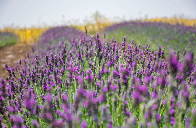 Lavender fields in the Golan Heights  (photo credit: OHAD OMESI)