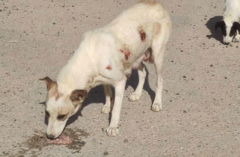 A dog is seen eating food left for it by a volunteer at a landfill in Arad. Its body is covered in wounds from fights for scraps of food in the garbage-filled landfill. (photo credit: VIPDESIGN.CO.IL)