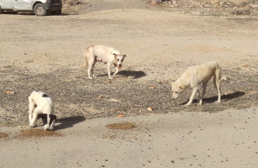 Dogs are seen eating food from volunteers in a landfill in Arad. (photo credit: VIPDESIGN.CO.IL)