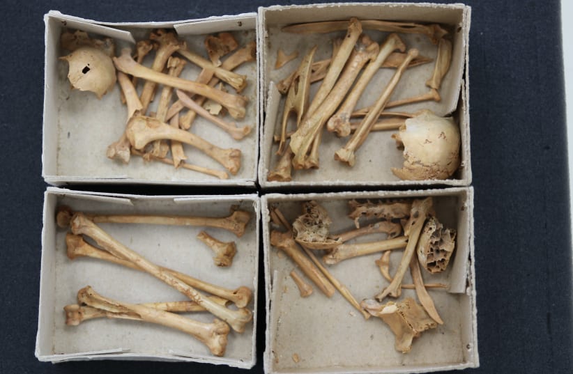 Ancient bird bones. (photo credit: COURTESY OF ABRA SPICIARICH)