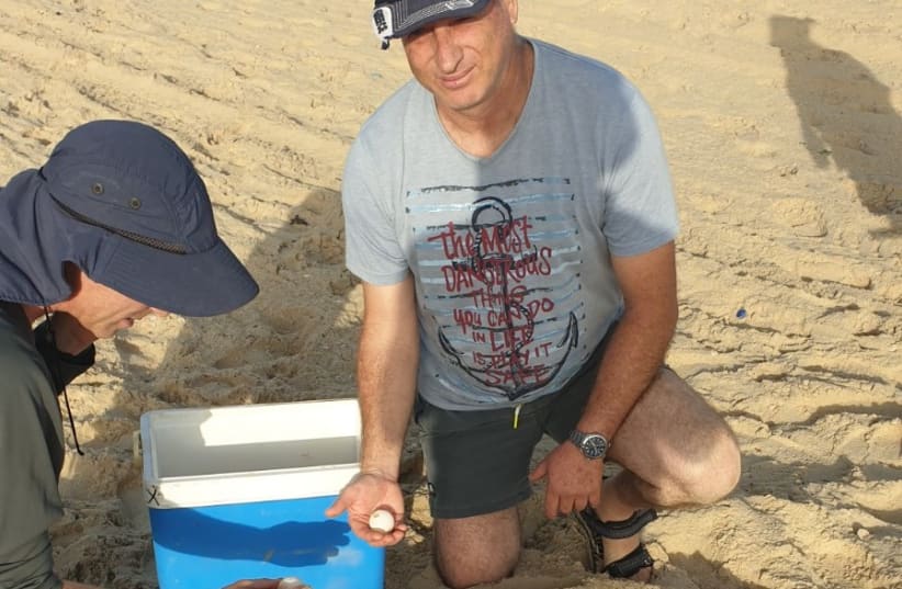 Helping Sea Turtles on the beach of Ashkelon  (photo credit: ISRAEL NATURE AND PARKS AUTHORITY)
