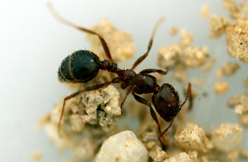 Ant (illustrative) (photo credit: REUTERS)