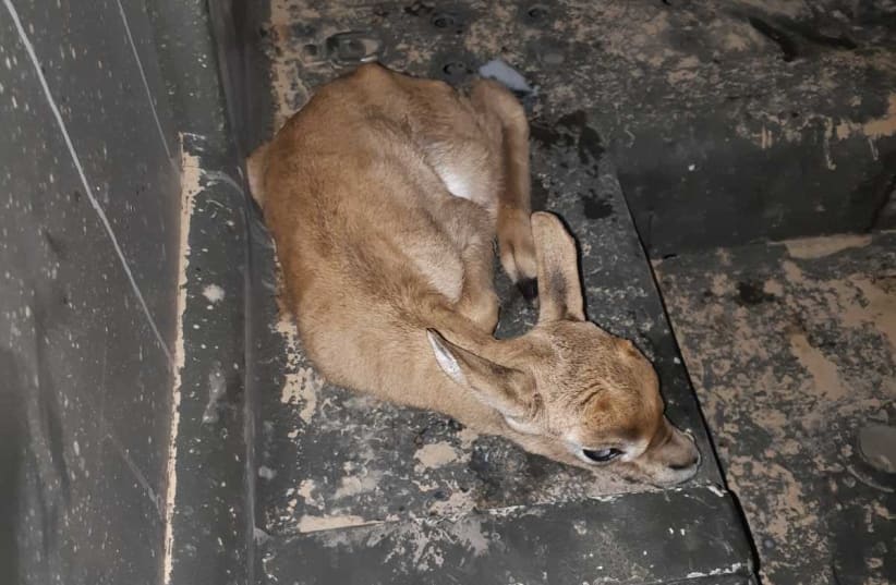 Gazelle rescued after being trapped by Palestinians, July 6, 2020 (photo credit: ISRAEL POLICE AND NATURE AND PARKS AUTHORITY SPOKE)