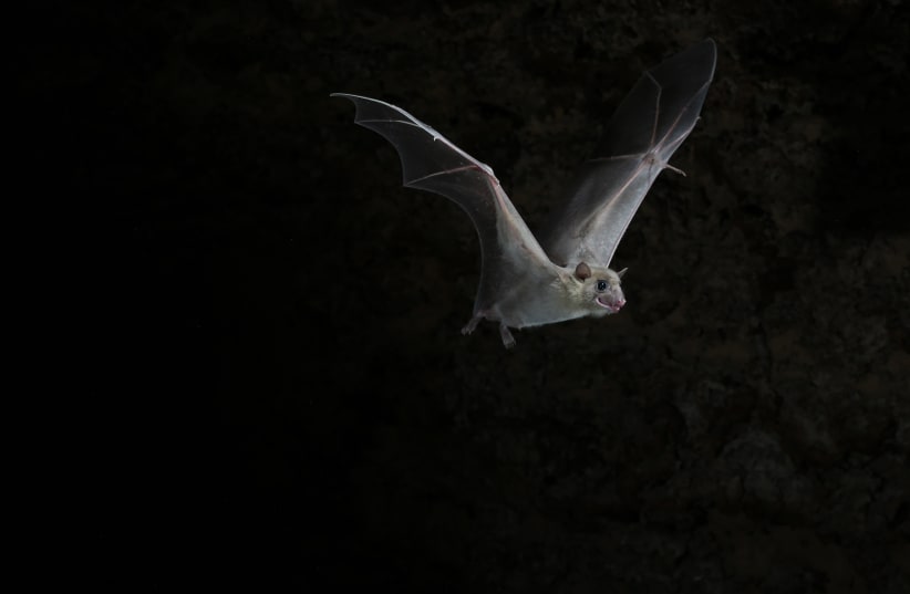 TAU finds that bats navigate in the same manner as humans, using landmarks (photo credit: TEL AVIV UNIVERSITY)