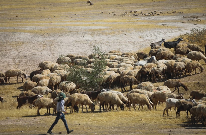 A shepherd walks his flock in the Jordan Valley, June 2020 (photo credit: YONATAN SINDEL/FLASH90)