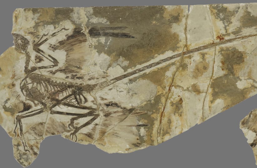 Fossil of Microraptor, a four winged dinosaur which lived 120 million years ago (photo credit: YOSEF KIAT - ANIMAL FLIGHT LABORATORY AT THE DEPARTMENT OF EVOLUTIONARY AND ENVIRONMENTAL BIOLOGY AN)