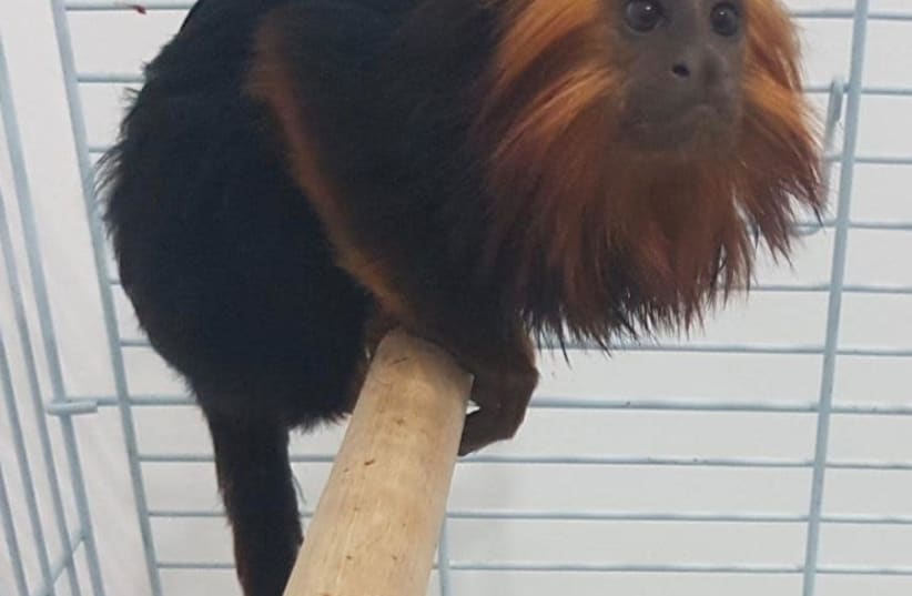 The monkey that was stolen from the Kiryat Motzkin zoo (photo credit: POLICE SPOKESPERSON'S UNIT)
