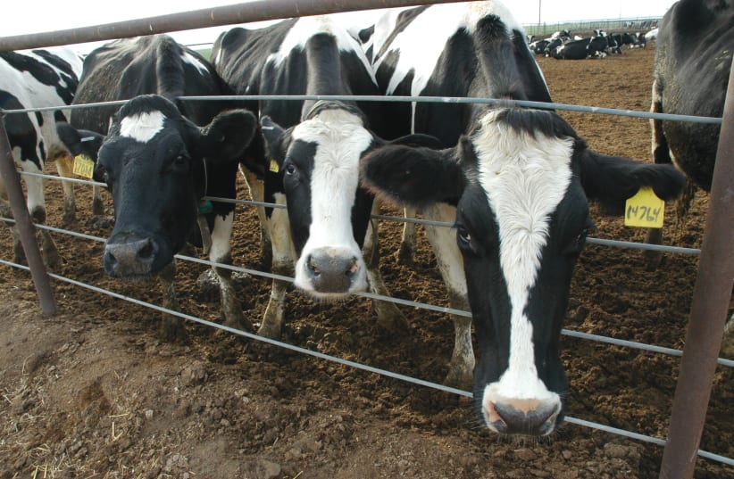Cows at a dairy farm (photo credit: Wikimedia Commons)