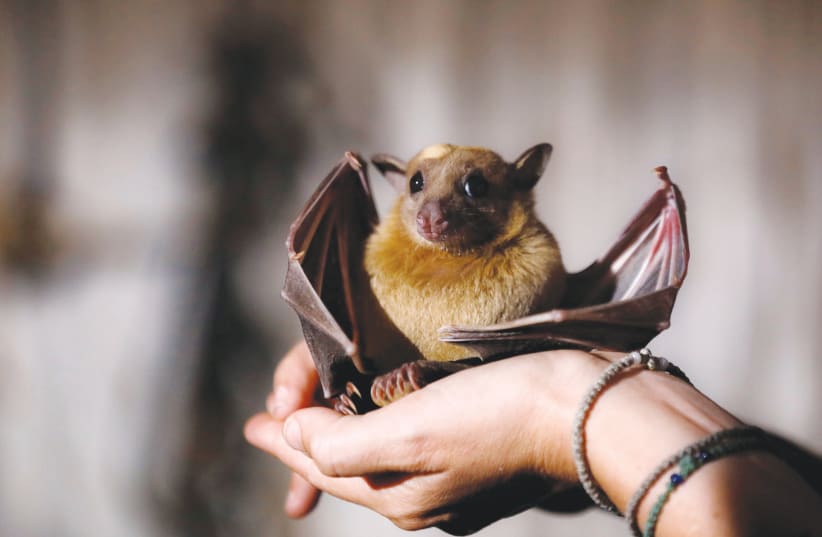 ONE OF THE Tel Aviv University researchers holds an Egyptian fruit bat last year. (photo credit: AMIR COHEN/REUTERS)