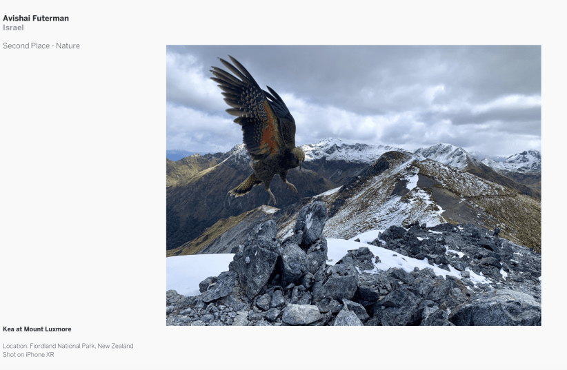 Avishai Futerman's winning photograph "Kea at Mount Luxmore" (photo credit: IPPAWARDS/ AVISHAI FUTERMAN)