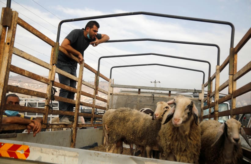 A Palestinian man looks at sheep carried in a truck at a livestock market ahead of the Muslim festival of sacrifice Eid al-Adha, amid the coronavirus disease (COVID-19) crisis in Nablus in the West Bank July 27, 2020 (photo credit: REUTERS/RANEEN SAWAFTA)