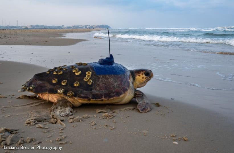 Wounded green sea turtle Kfir returning to the Mediterranean Sea. (photo credit: LUCIANA BRESLER)