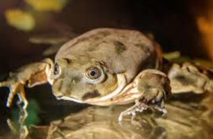 Telmatobius culeus, also known as the Titicaca water frog and the "scrotum frog." (photo credit: Wikimedia Commons)