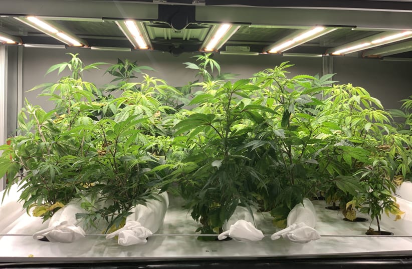 Cannabis plants grown in the Hortica lab (photo credit: Courtesy)