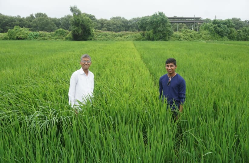 Rice trial - Maharashtra India Sept 2018 (photo credit: COURTESY OF SALICROP)