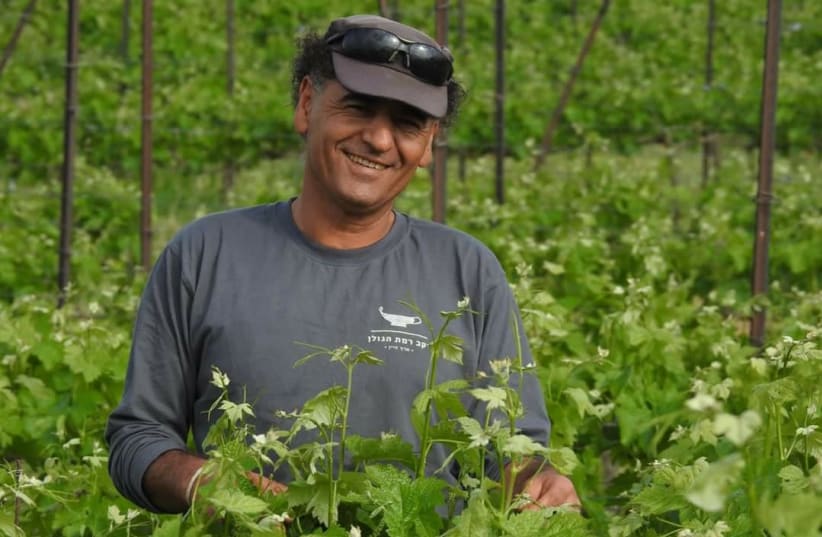 SALAH ZAHWY, wine grower of Allone Habashan vineyard on the Golan Heights. (photo credit: GOLAN HEIGHTS WINERY)