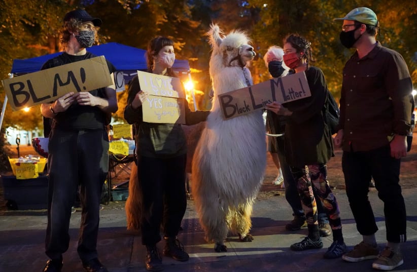 Protesters share a moment with Caesar McCool, a therapy llama nicknamed the "No Drama Llama" while at the site of ongoing protests against police violence and racial inequality, in Portland, Oregon, U.S., August 6, 2020. Picture taken August 6, 2020. (photo credit: REUTERS)