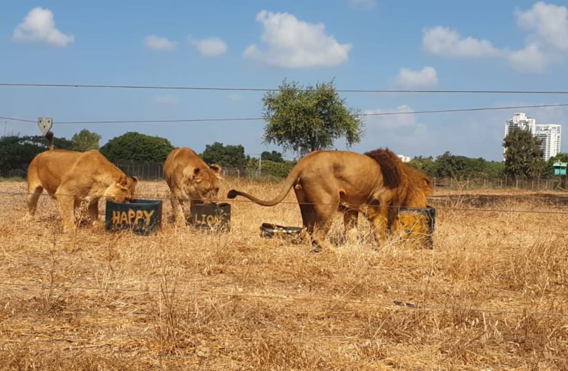 Lions enjoying an activity given to them by handlers at the safari  (photo credit: Courtesy)