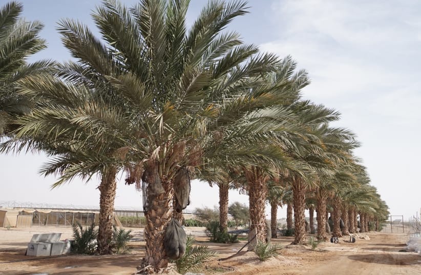 Palm trees grow at an R&D station in Israel's Arava region (photo credit: JNF USA)