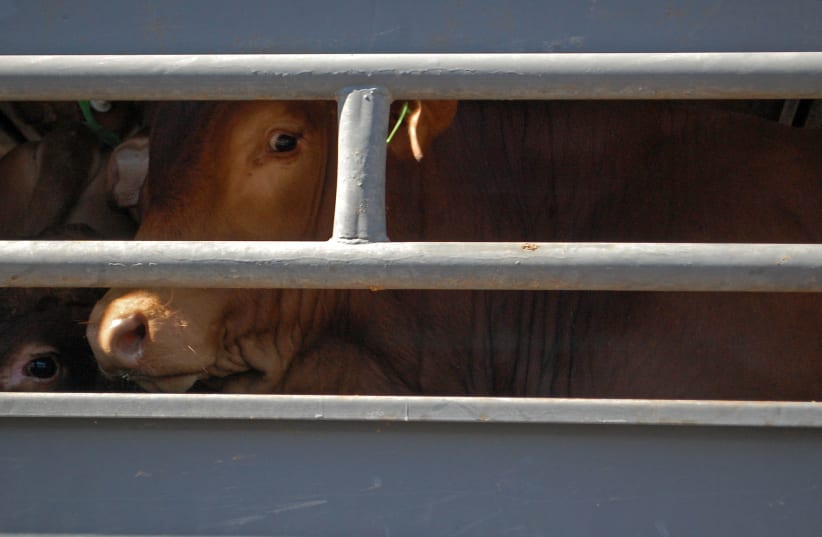A calf in a live animal transport (photo credit: ANIMALS NOW)