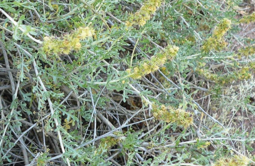 THE MOST COMMON Ambrosia species in Israel is Ambrosia confertiflora, also known as Burr Ragweed, which infests predominantly fertilized areas, that is, roadsides, gardens, agricultural and open areas. (photo credit: WIKIPEDIA)