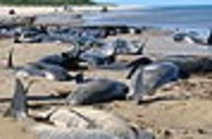 beached whales from ap (photo credit: )
