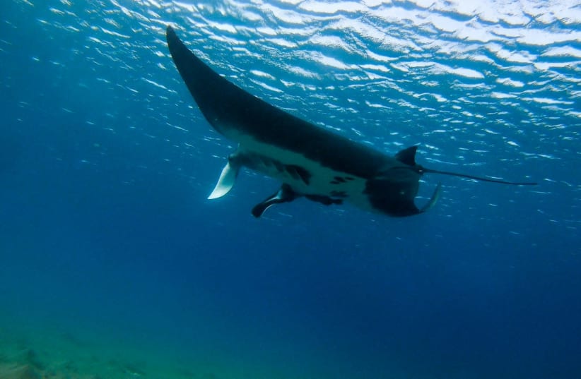 Giant manta ray (photo credit: Courtesy)