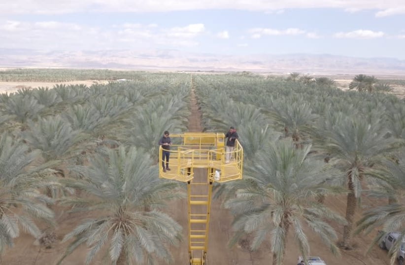 BWR solutions being used to pollinate palms in the Jordan Valley (photo credit: PR)