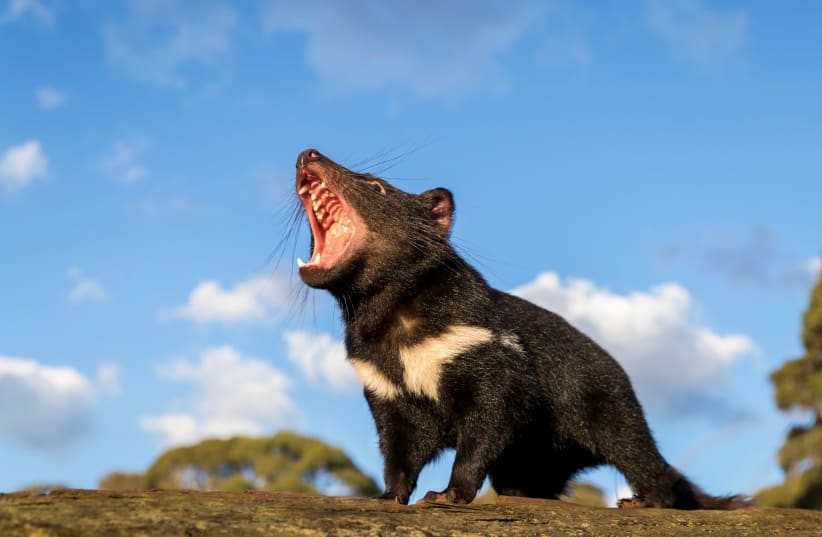 A Tasmanian devil reacts in Australia in this undated handout image (photo credit: AUSSIE ARK/HANDOUT VIA REUTERS)