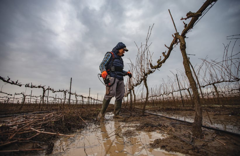 THE VALUE of water: After the rain in a Golan Heights vineyard. (photo credit: MAOR KINSBURSKY/FLASH90)