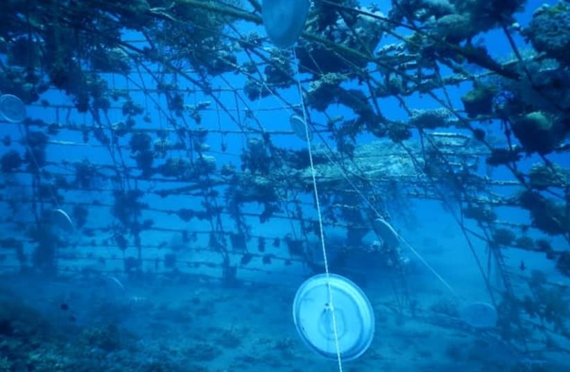 Bioplastic plates hanging underwater in an experiment to test how environmentally friendly they are (photo credit: TEL AVIV UNIVERSITY)