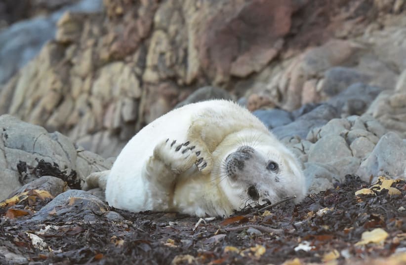 A seal pup, known locally as "Snowflake" is seen amongst the rocks, in Deer Park, Marloes, Pembrokeshire, Wales, Britain October 15, 2020. (photo credit: REUTERS)