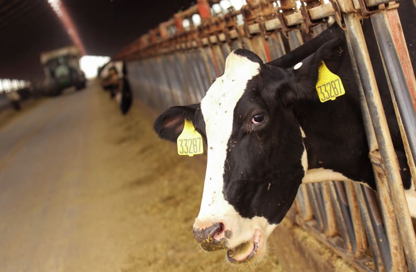 A cow opens its mouth during feeding at the Johann Dairy farm in Fresno, California, U.S. September 10, 2020. Picture taken September 10, 2020. (photo credit: REUTERS)