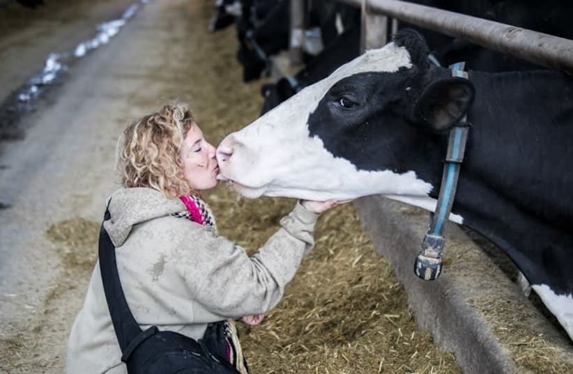Tal Gilboa greets a bovine friend at a dairy farm in Kibbutz Givat Chaim Meuchad (photo credit: ROEE SHPERNIK)
